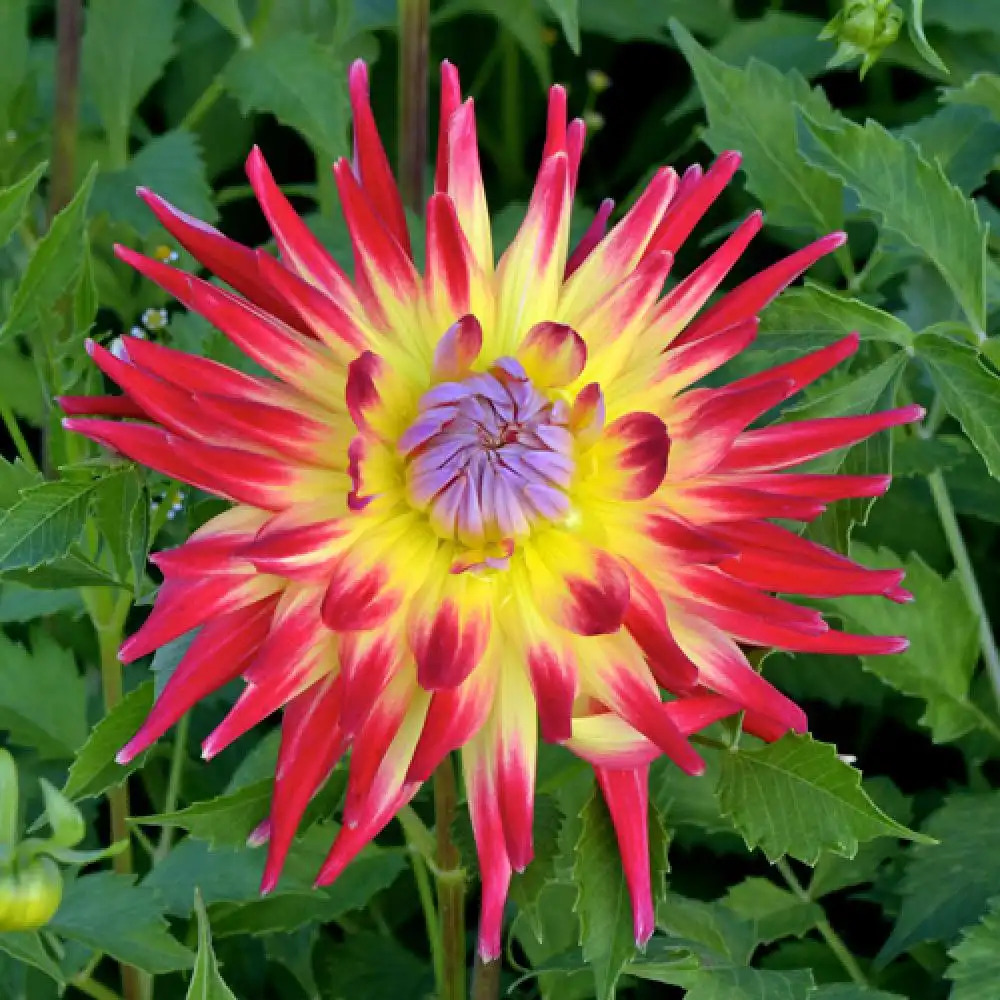 DAHLIA 'Mulhouse Zoo'