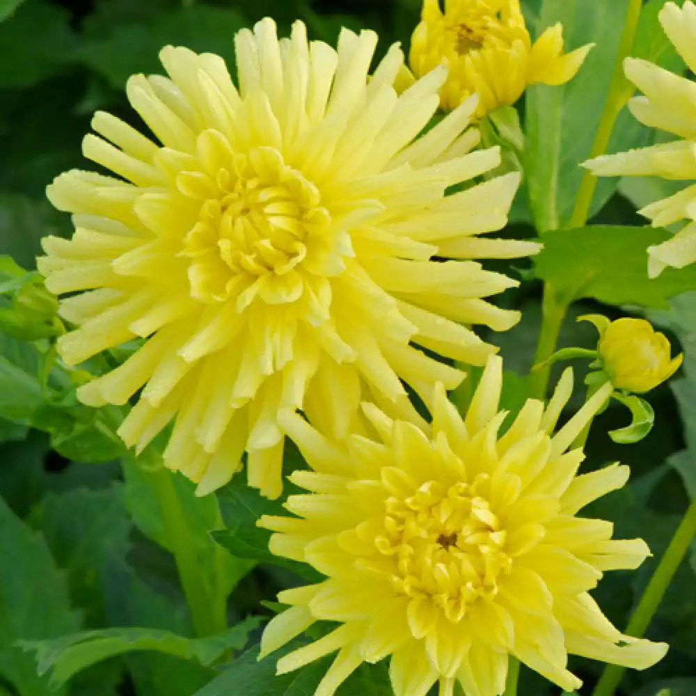 DAHLIA 'München'