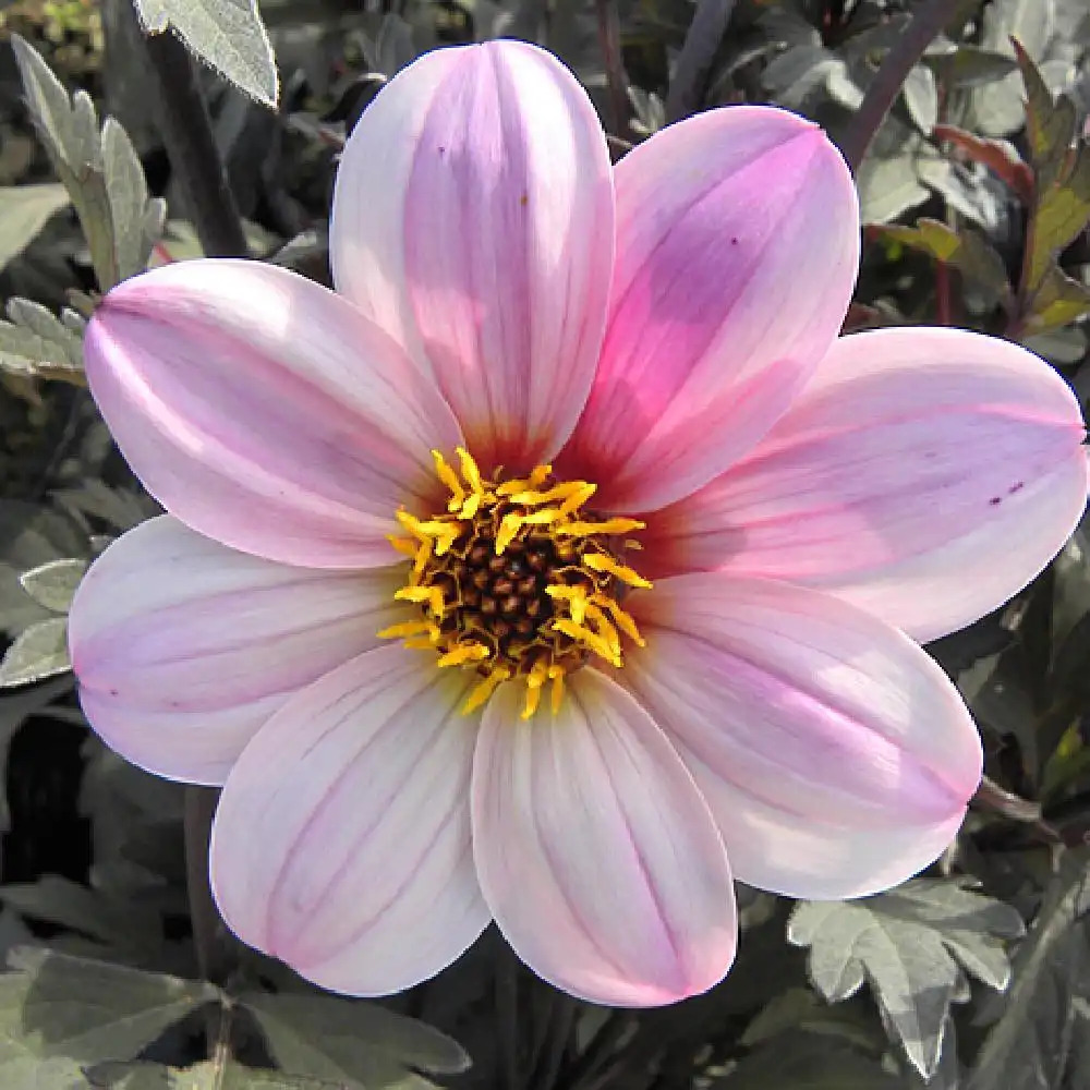 DAHLIA 'Mystic Dreamer'