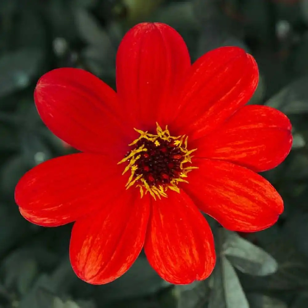 DAHLIA 'Mystic Enchantment' (Nain Simple Group)