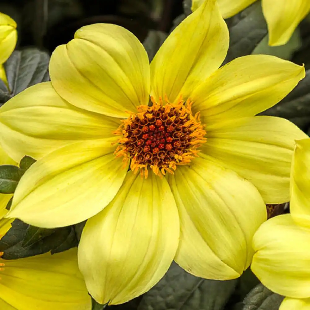 DAHLIA 'Mystic Illusion'