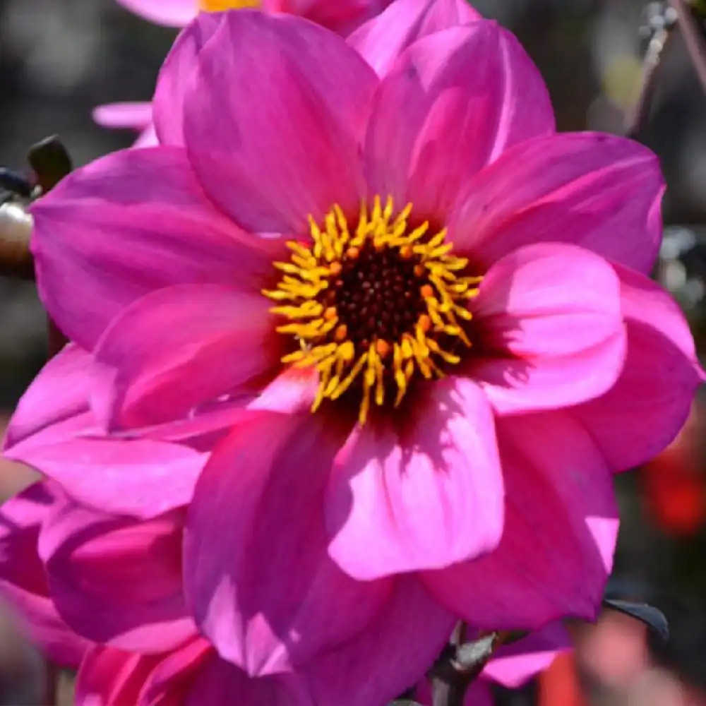 DAHLIA 'Nirvana'