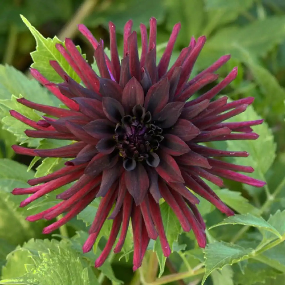 DAHLIA 'Nuit d'Eté'