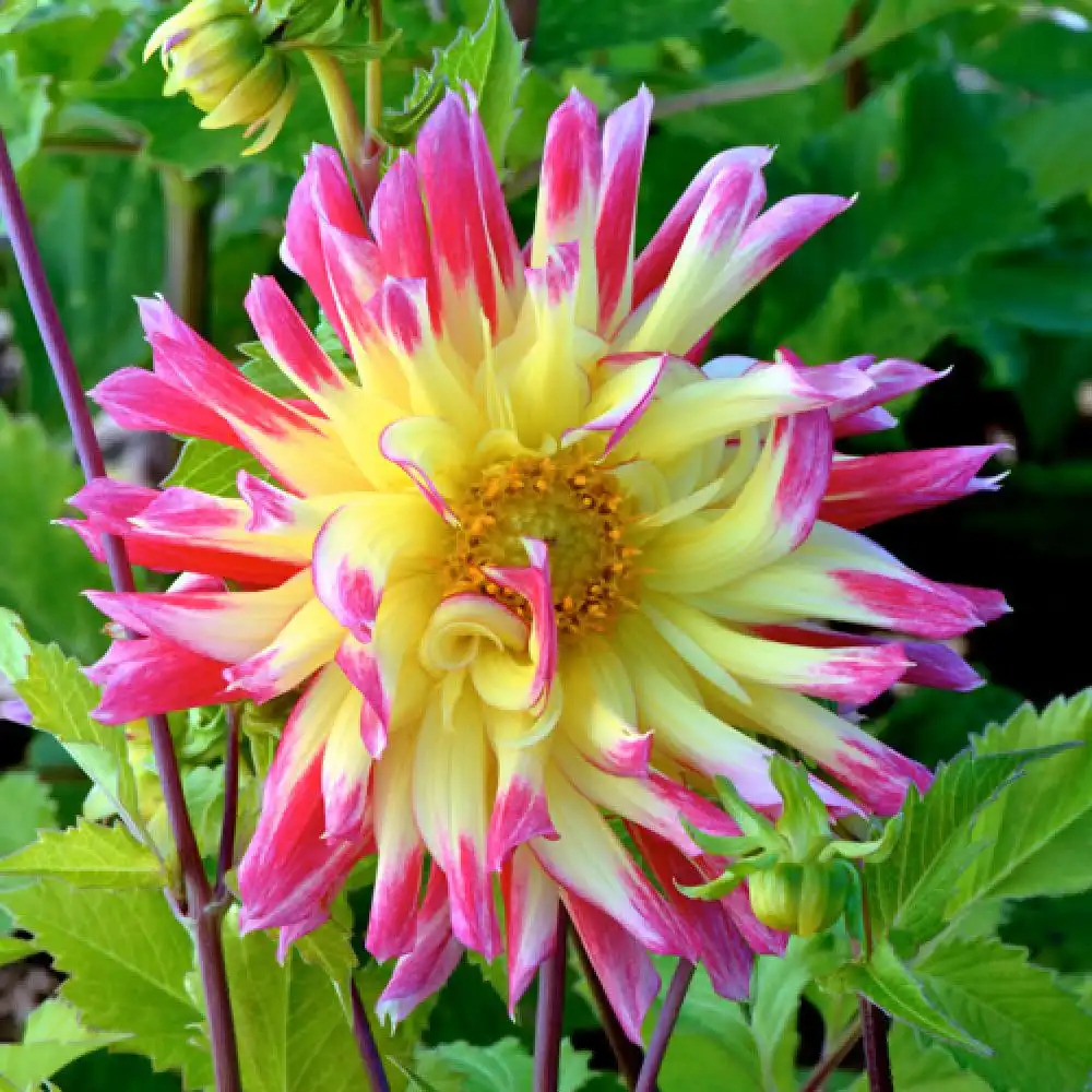 DAHLIA 'Oiseau de Feu'