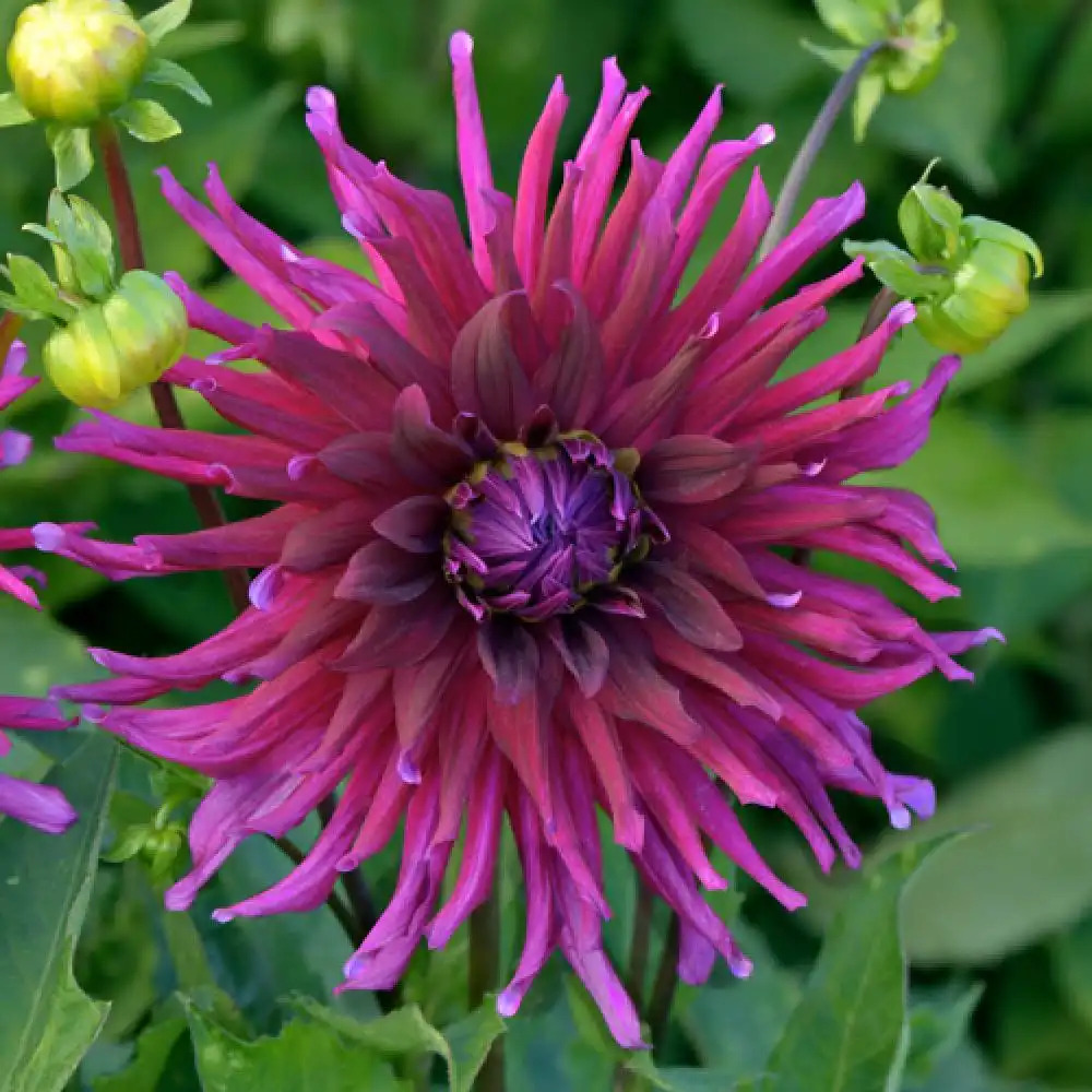 DAHLIA 'Orfeo'