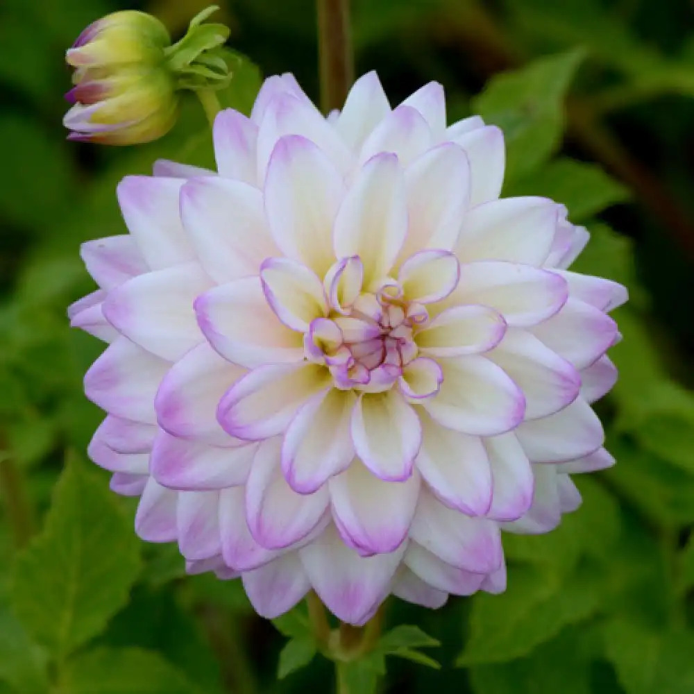 DAHLIA 'Orion'