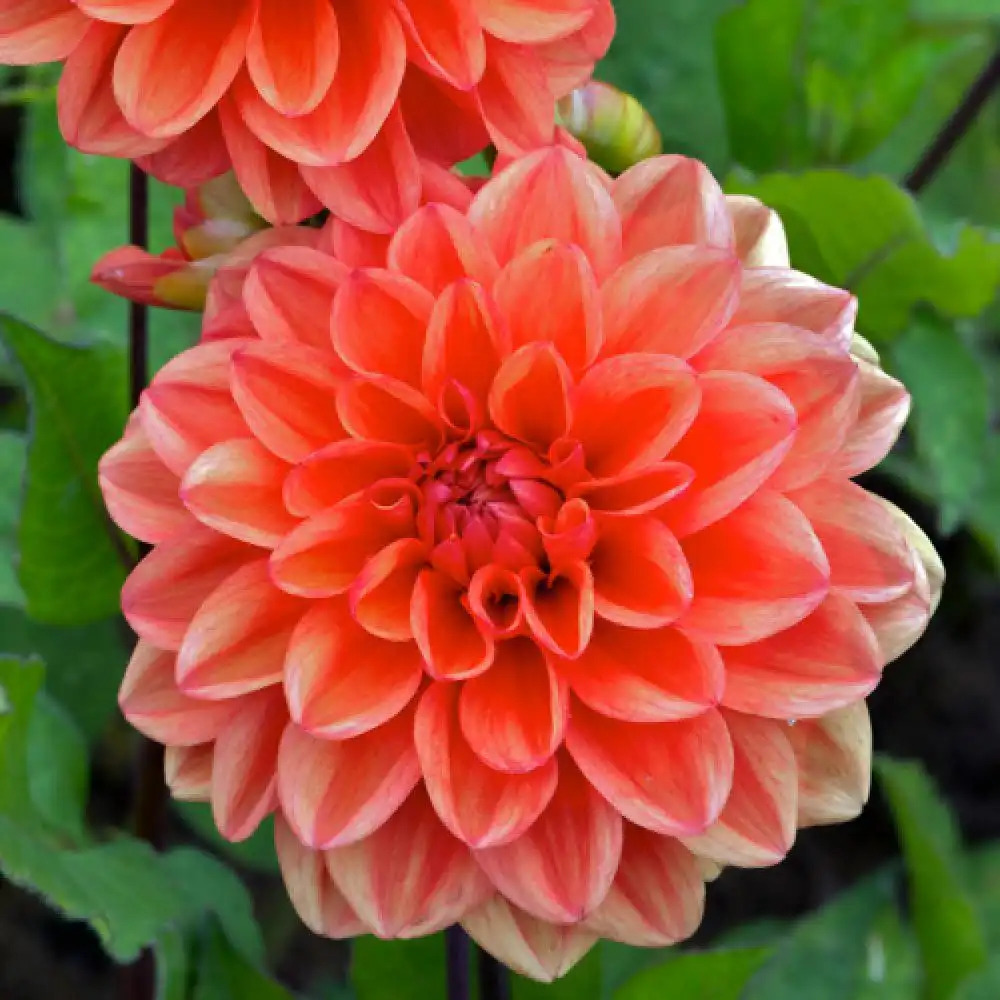 DAHLIA 'Orange Nugget'