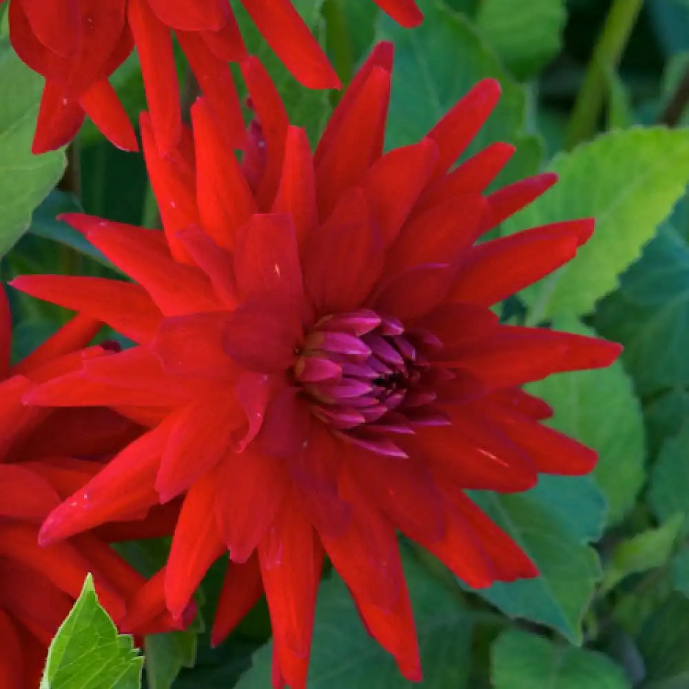 DAHLIA 'Oscar'