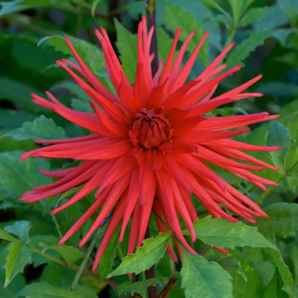 DAHLIA 'Pauline Hureau'