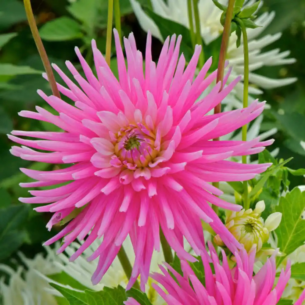 DAHLIA 'Park Princess'