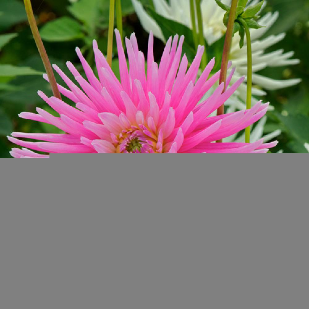 DAHLIA 'Park Princess'.' image 2