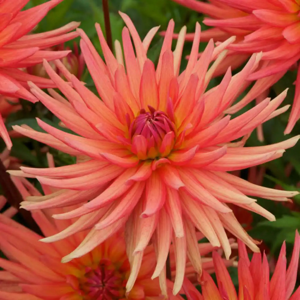 DAHLIA 'Park Record'