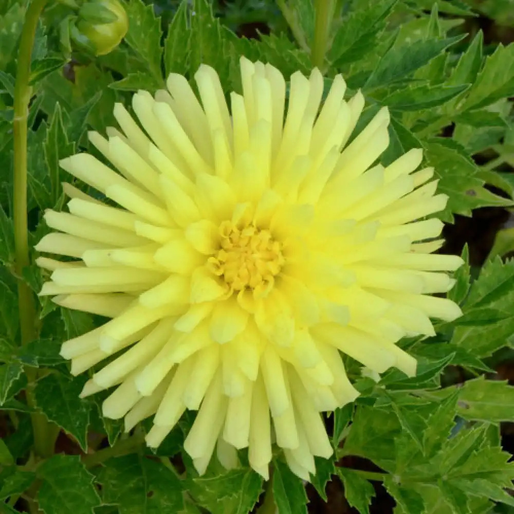 DAHLIA 'Patricia'