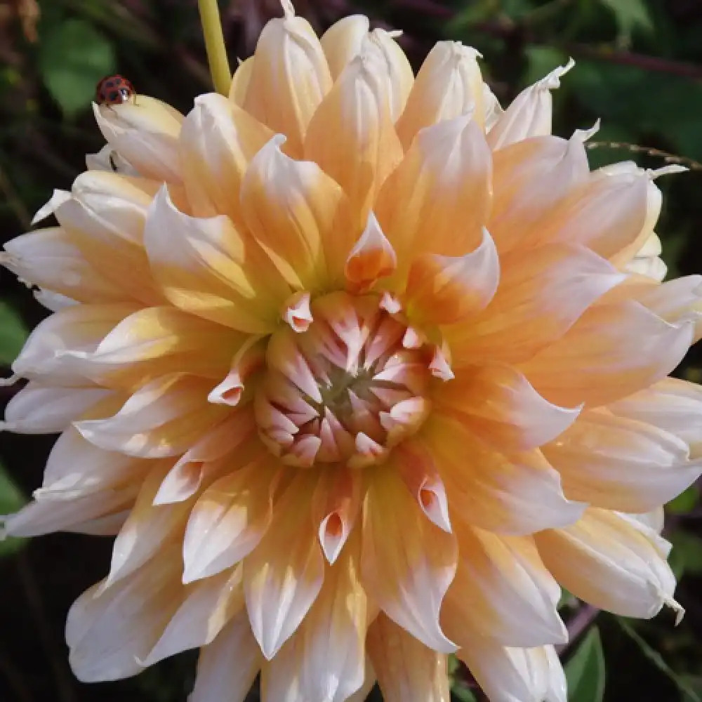 DAHLIA 'Panaché'