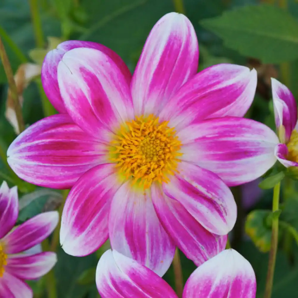 DAHLIA 'Petit Coquin'