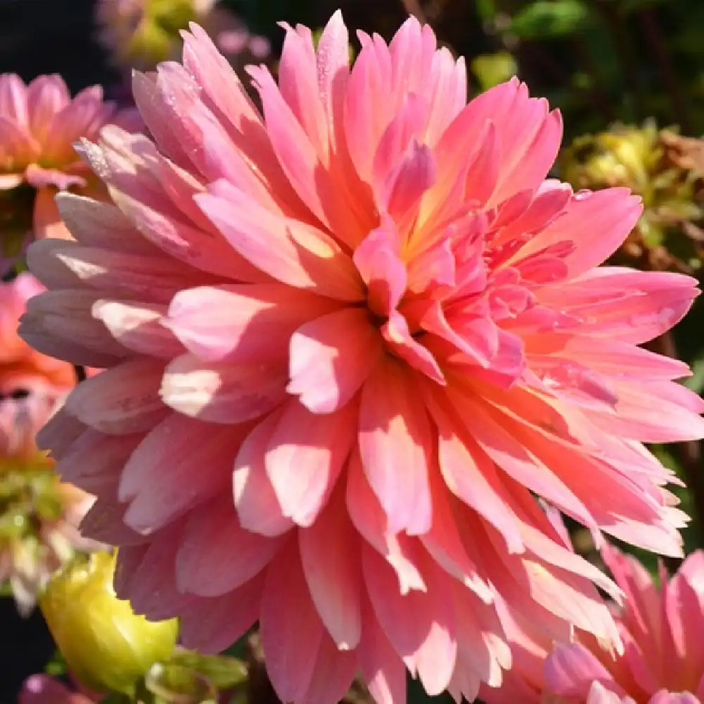 DAHLIA 'Perfect'