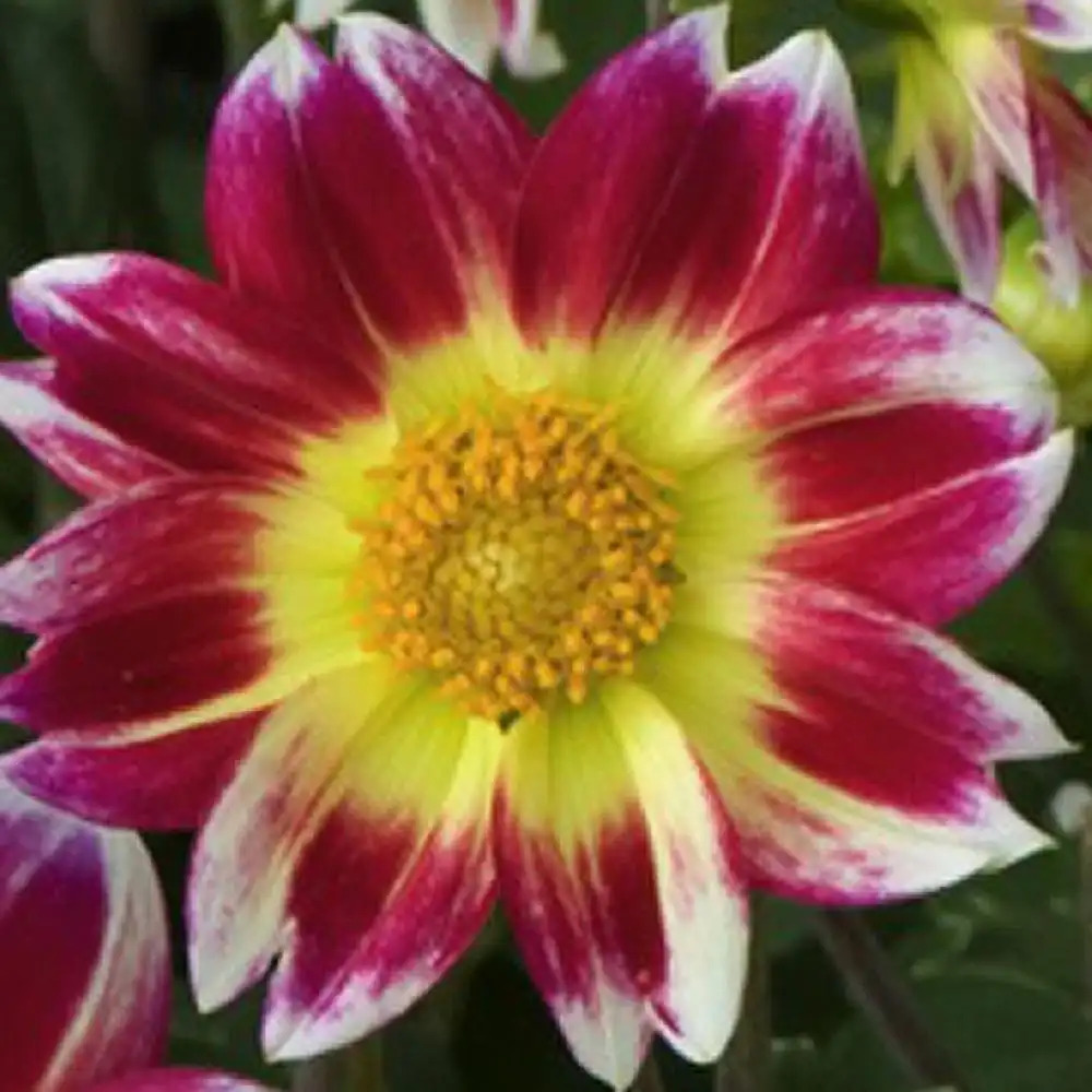 DAHLIA 'Pitchoun'