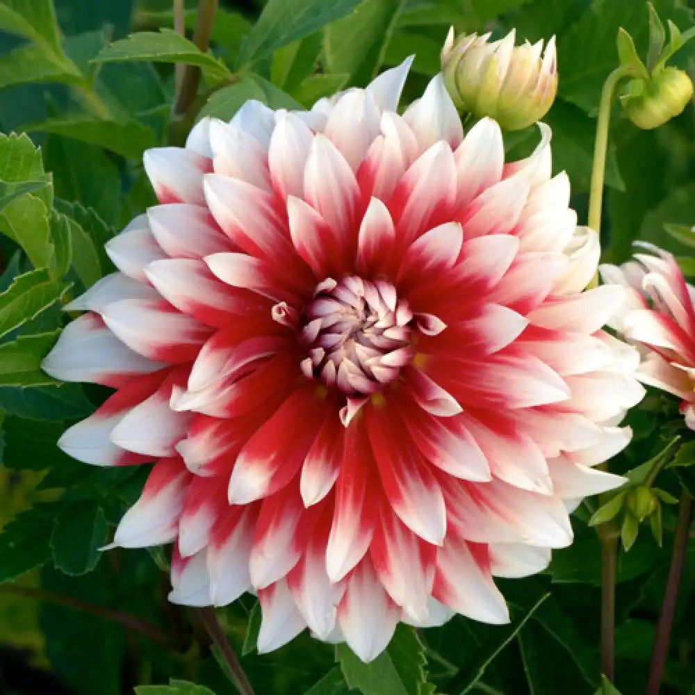 DAHLIA 'Piquante'