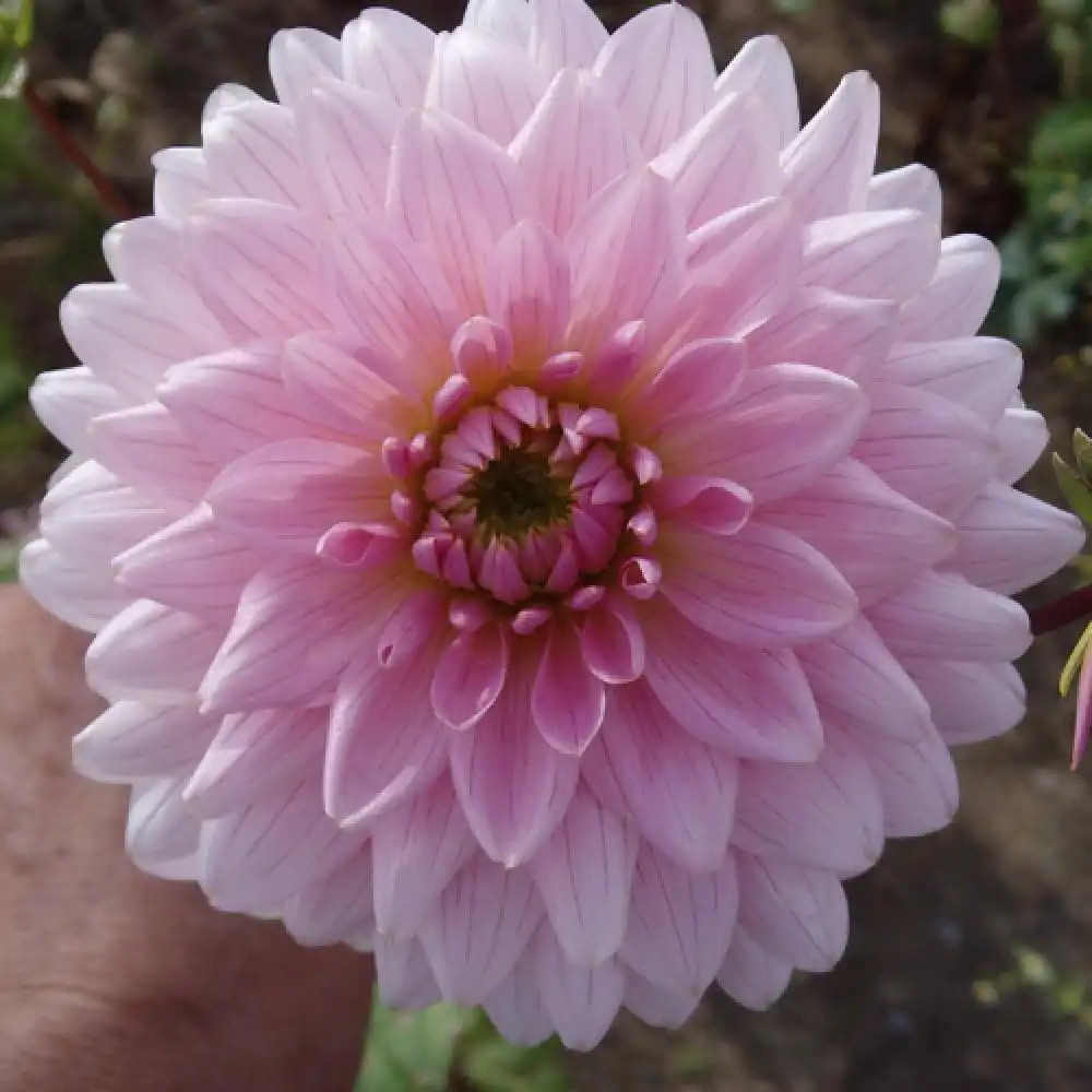 DAHLIA 'Poésie'