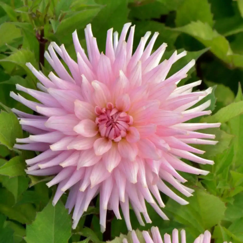 DAHLIA 'Préférence'