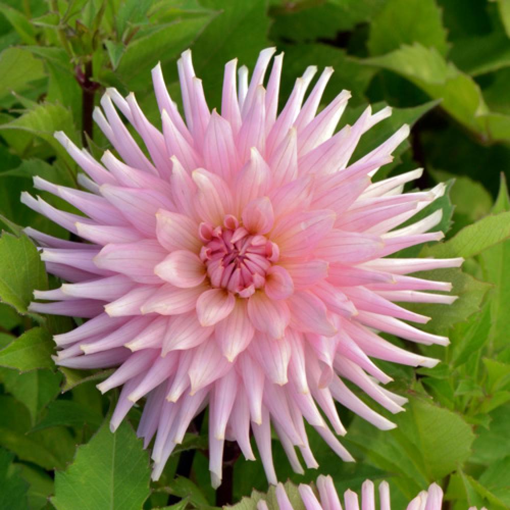 DAHLIA 'Préférence'.' image 2