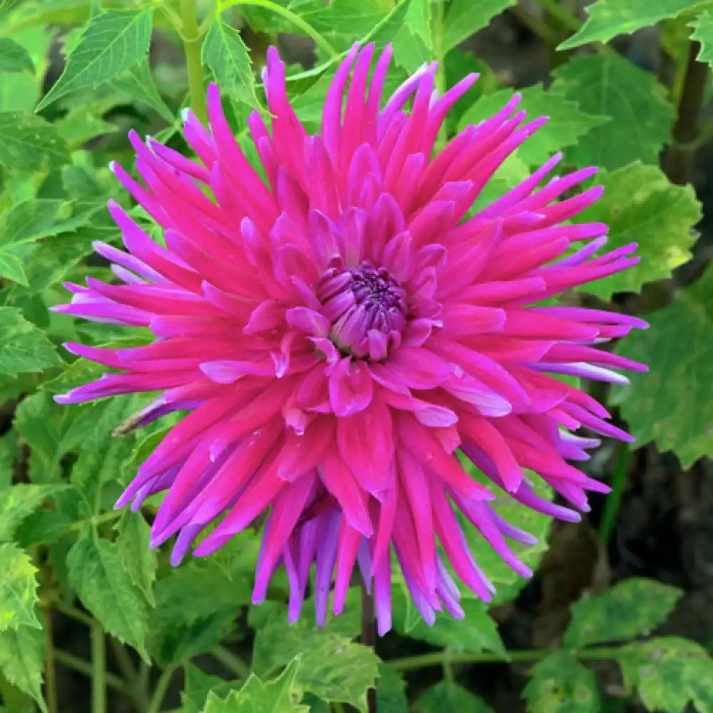 DAHLIA 'Purple Gem'