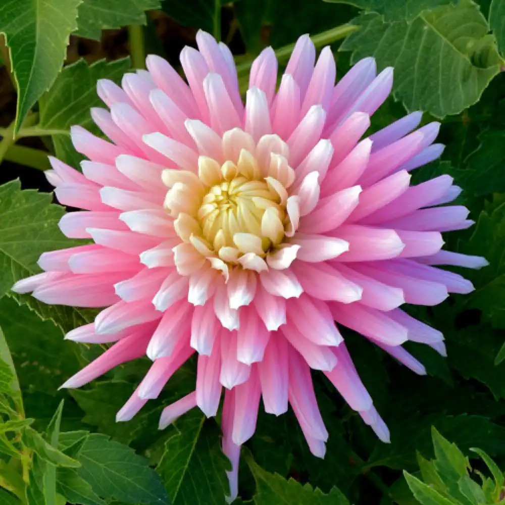 DAHLIA 'Radiance'