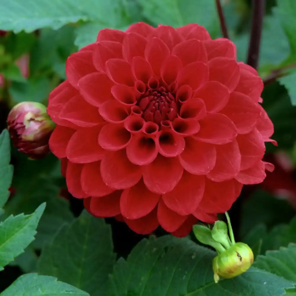 DAHLIA 'Red Cap'