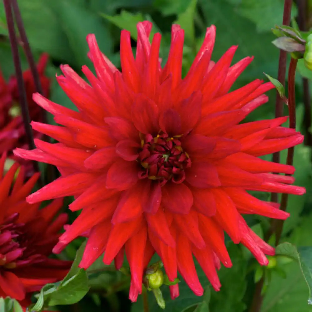 DAHLIA 'Red Pygmy'