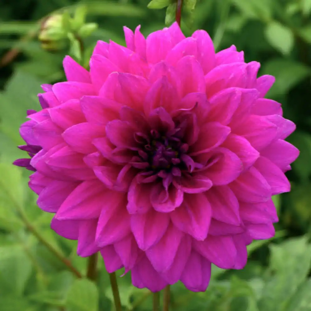 DAHLIA 'Requiem'