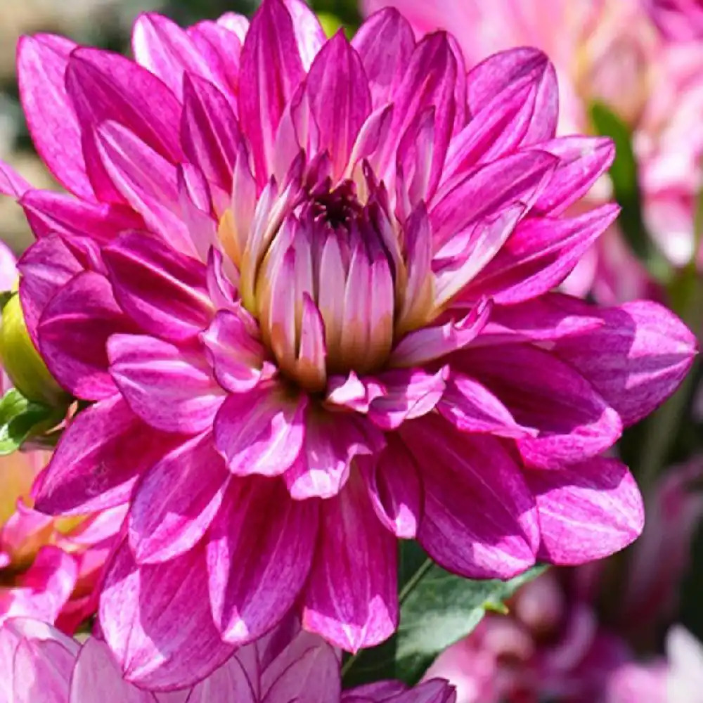 DAHLIA 'Rocambole'