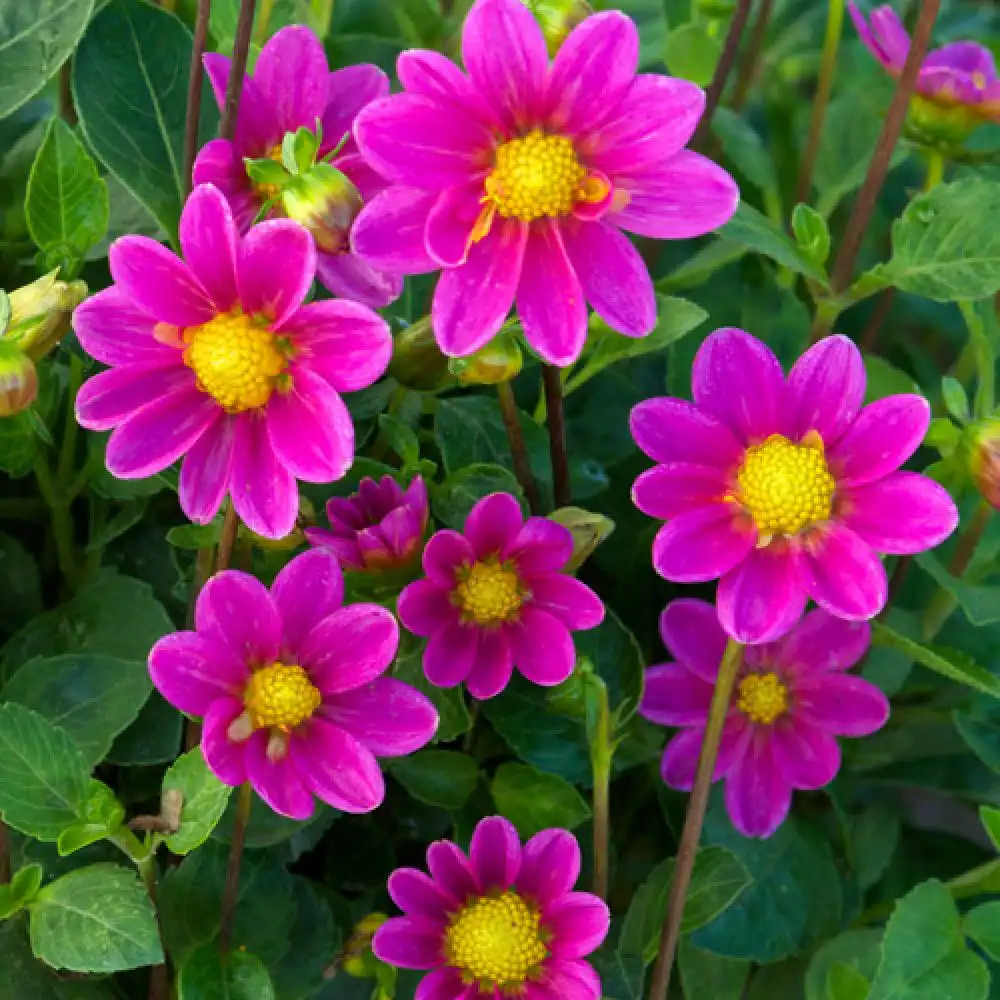 DAHLIA 'Rose'