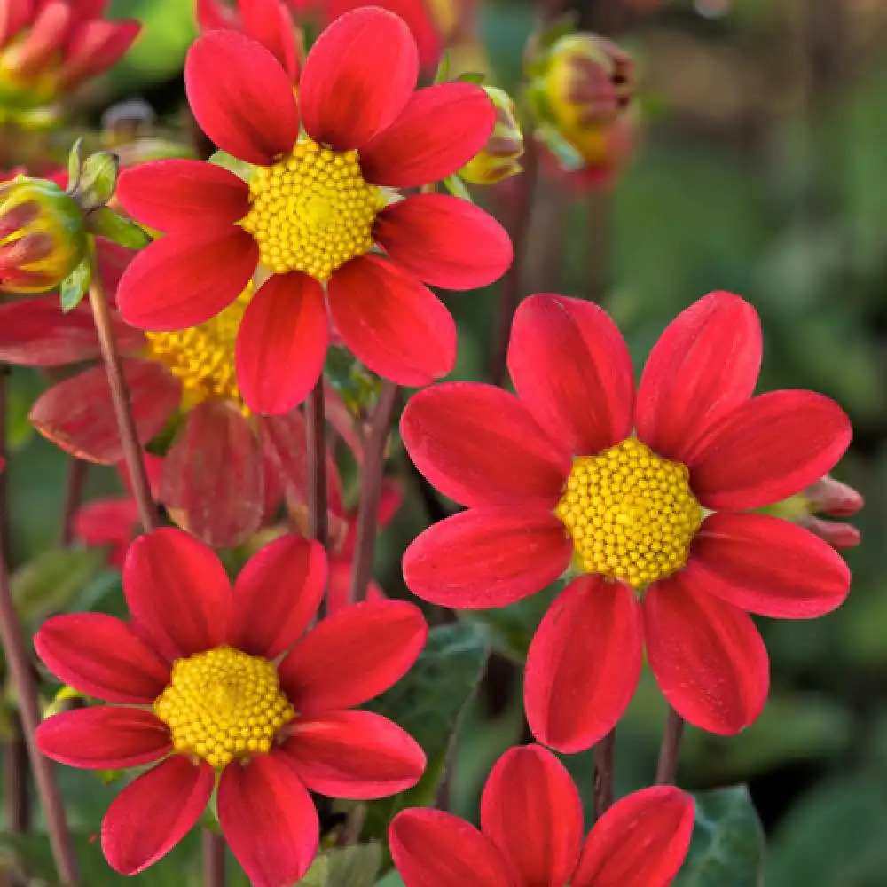 DAHLIA 'Rouge'