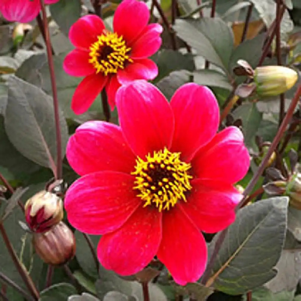 DAHLIA 'Roxy'