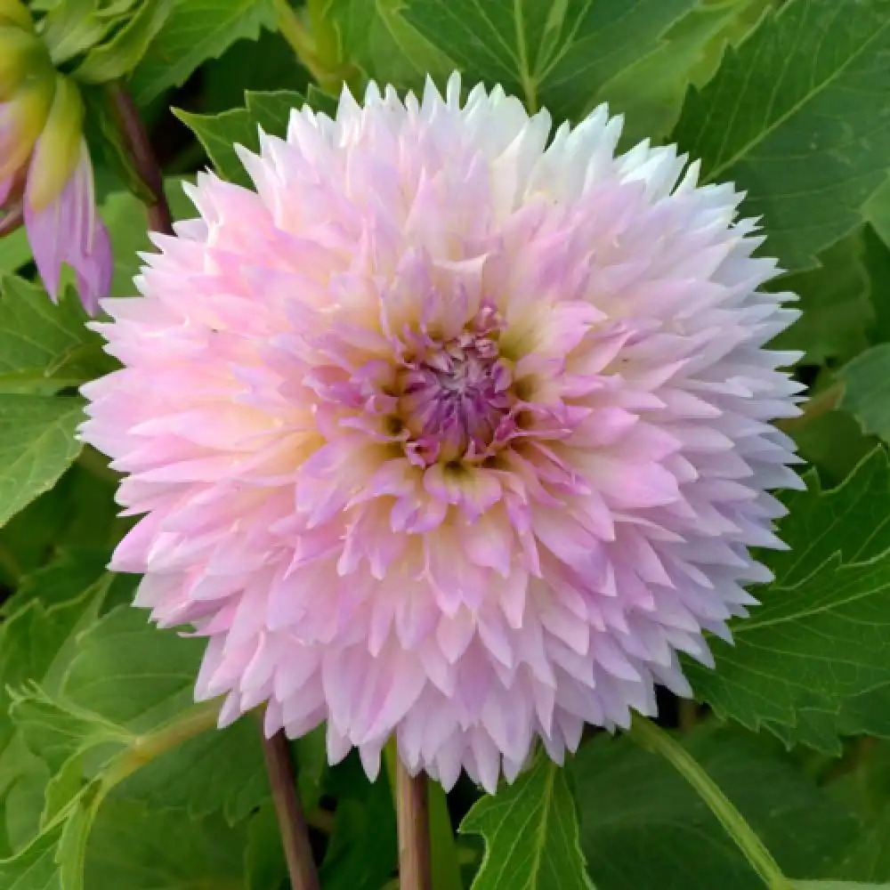 DAHLIA 'Sakura'