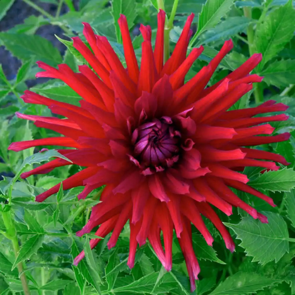 DAHLIA 'Scarabé'