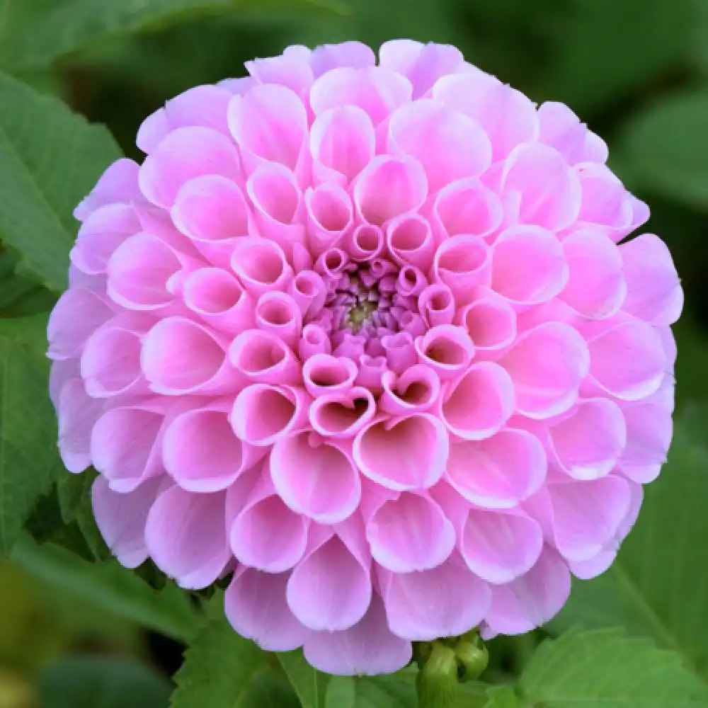 DAHLIA 'S de Berlin'