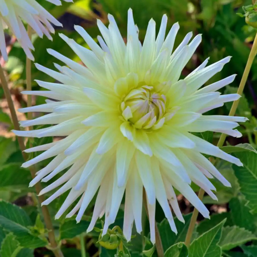 DAHLIA 'Shooting Star'