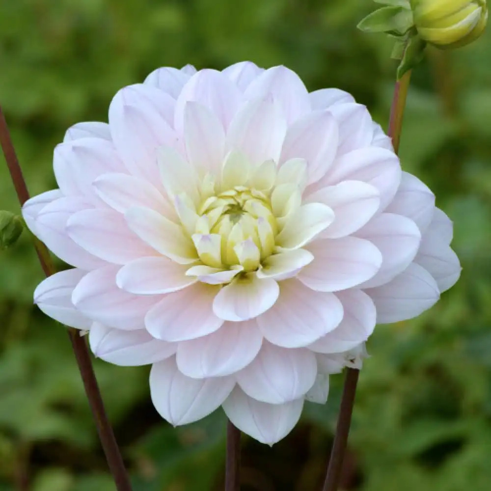 DAHLIA 'Silver Years'