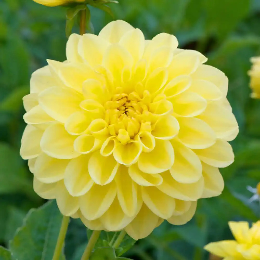 DAHLIA 'Sisa'