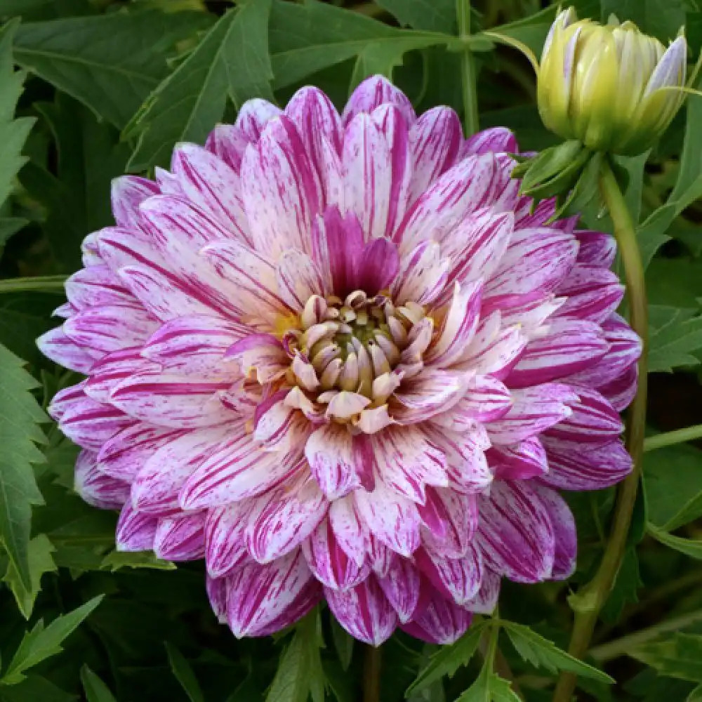 DAHLIA 'Smokey'