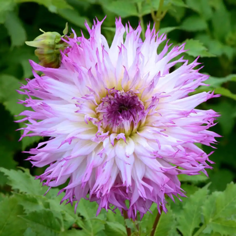 DAHLIA 'Snoho Diane'