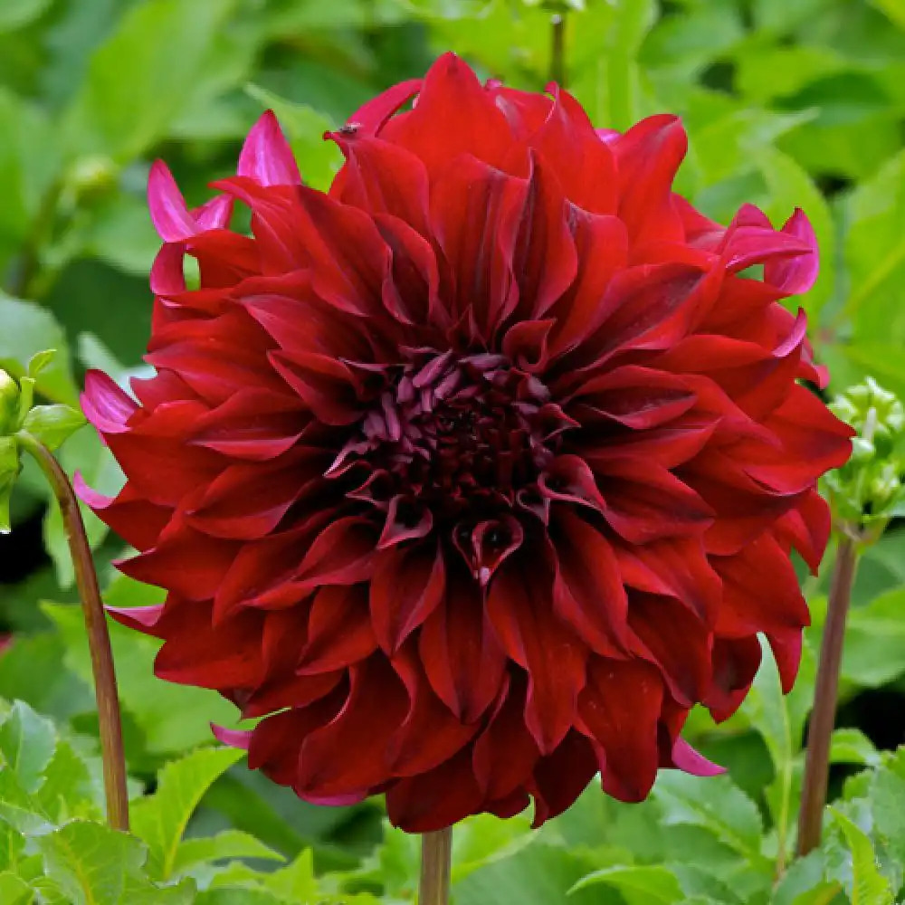 DAHLIA 'Spartacus'