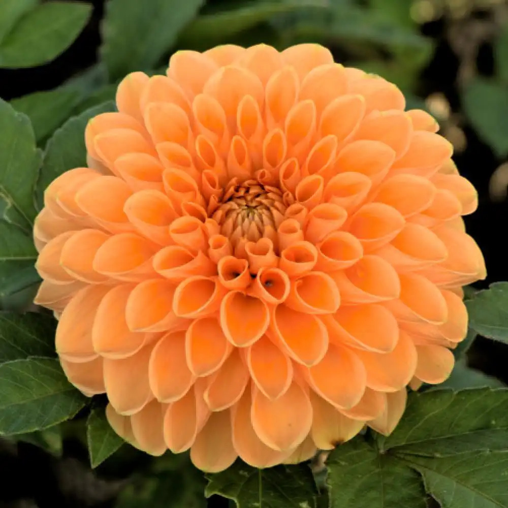 DAHLIA 'Sylvia'