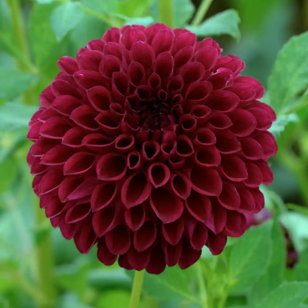 DAHLIA 'Tam-Tam'