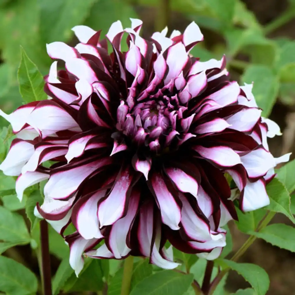 DAHLIA 'Tartan'