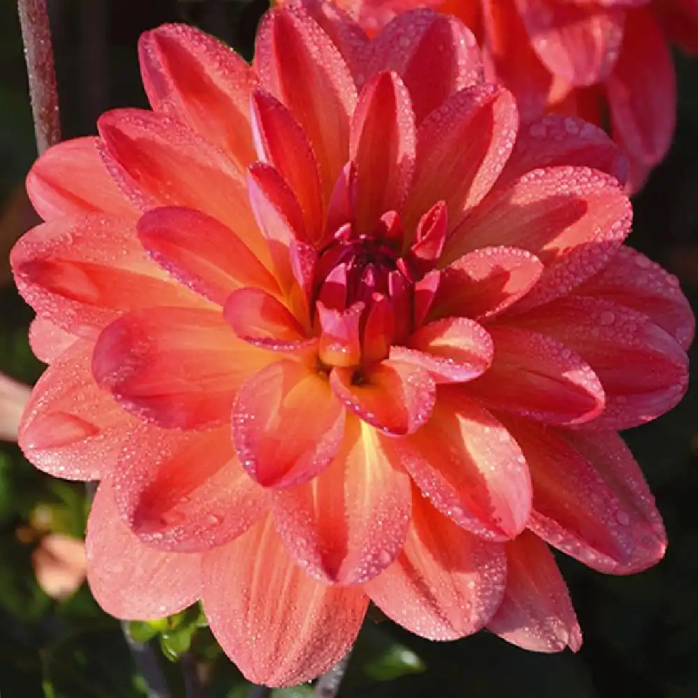 DAHLIA 'Valentino'