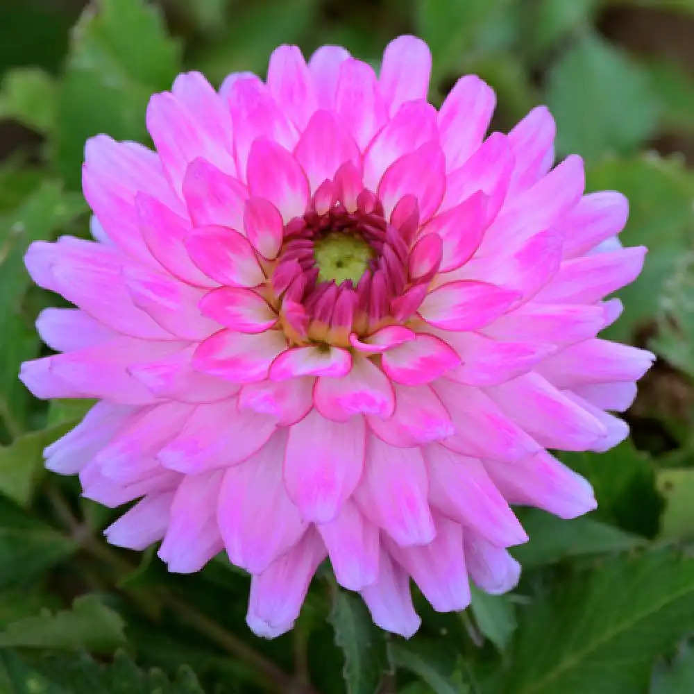 DAHLIA 'Vanessa'