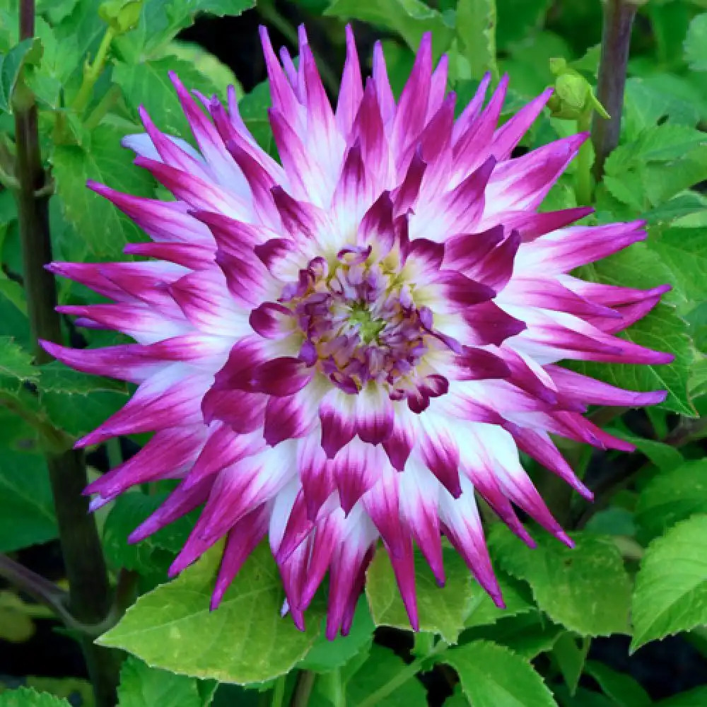 DAHLIA 'Véritable'