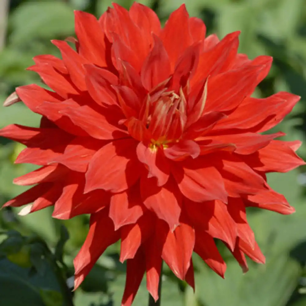 DAHLIA 'Vulkan'